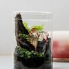 把大自然搬進家裡!新手必學的生態缸構圖與造景入門技巧