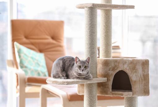 寵物裝修3個設計提案 讓你與貓狗歡樂同居