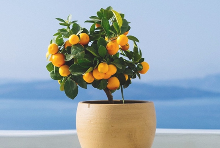 過年盆栽推薦｜4款新春必備室內植物，讓你新的一年開運又招財！