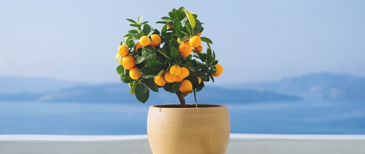 過年盆栽推薦｜4款新春必備室內植物，讓你新的一年開運又招財！