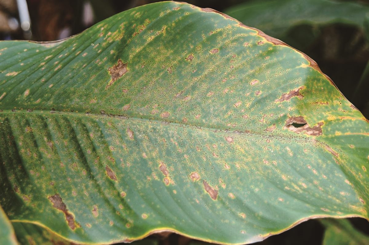 心愛植栽的葉片為什麼變黃、枯萎、長斑點？環境不對、曬傷、寒害……十大原因讓它們病懨懨！