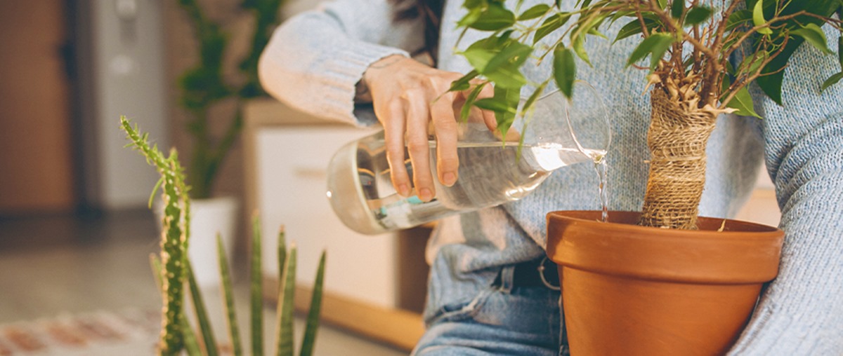 缺水也不怕！4個室內植物照顧方法最省水：泡盆法讓植物用多少喝多少