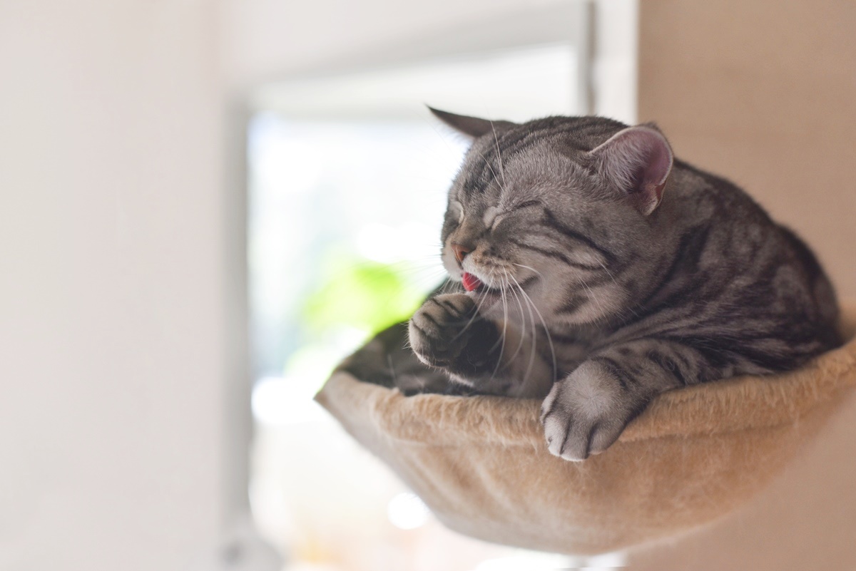家中哪些NG處會為貓咪帶來壓力？如何布置貓咪喜歡的空間？