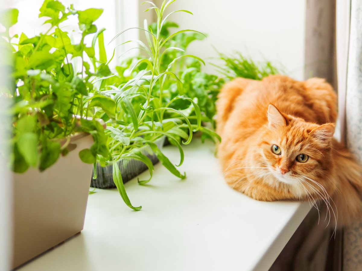 貓奴必讀！對貓無害的居家植物有哪些？危險有害的植物有哪些？