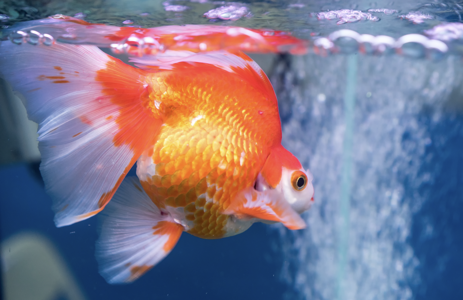 2025 魚缸擺放全攻略：客廳、財位禁忌與招財方位解析！