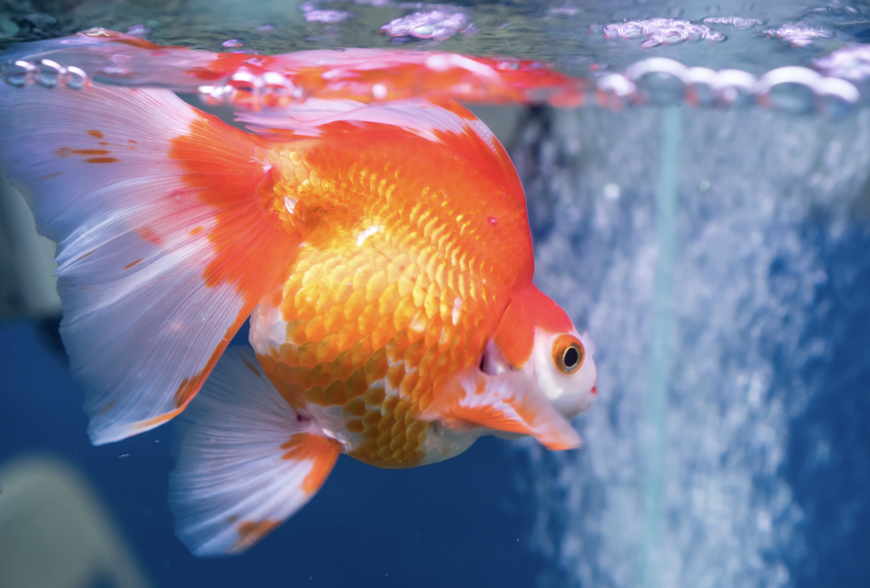 2025 魚缸擺放全攻略：客廳、財位禁忌與招財方位解析！