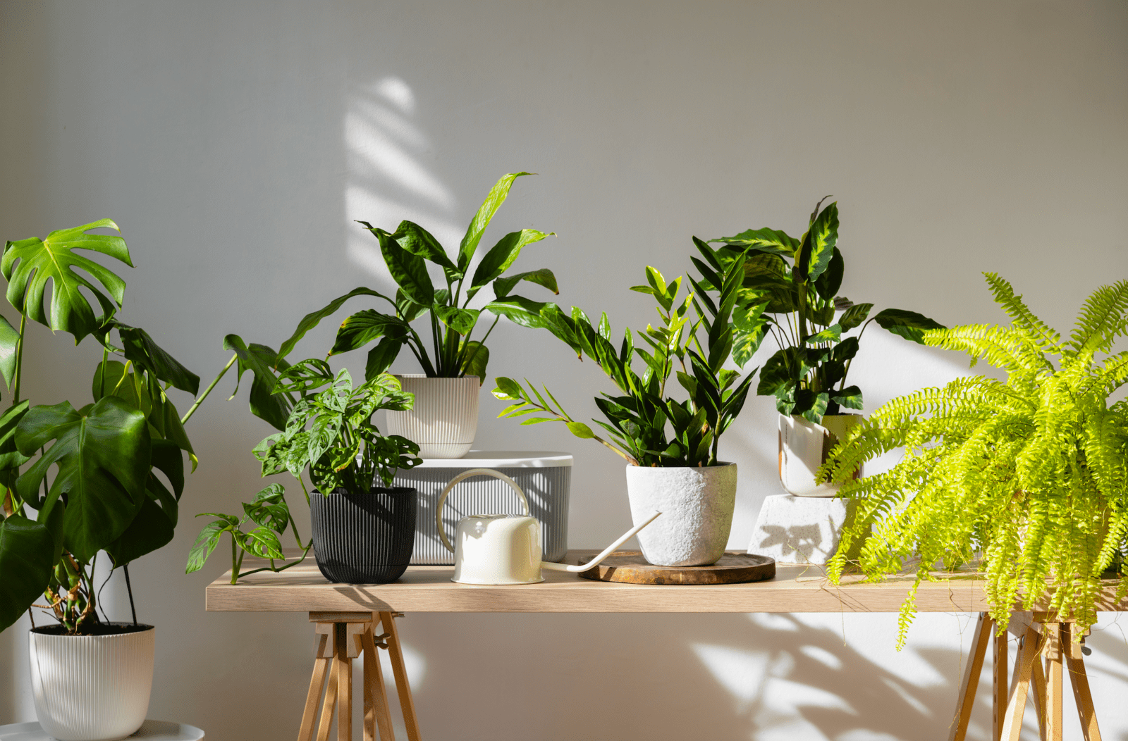 室內種什麼最開運？粗肋草風水擺放指南：淨化空氣兼招財納氣的綠色祕訣