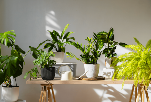 室內種什麼最開運？粗肋草風水擺放指南：淨化空氣兼招財納氣的綠色祕訣