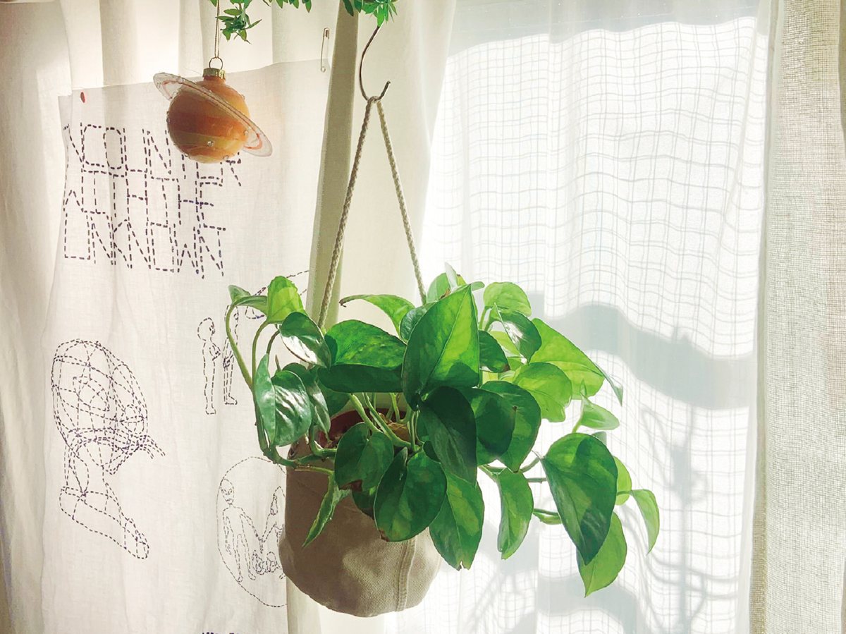 別再養死它！一次搞懂觀葉植物挑選＆擺設方法