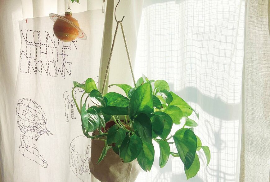 別再養死它！一次搞懂觀葉植物挑選＆擺設方法