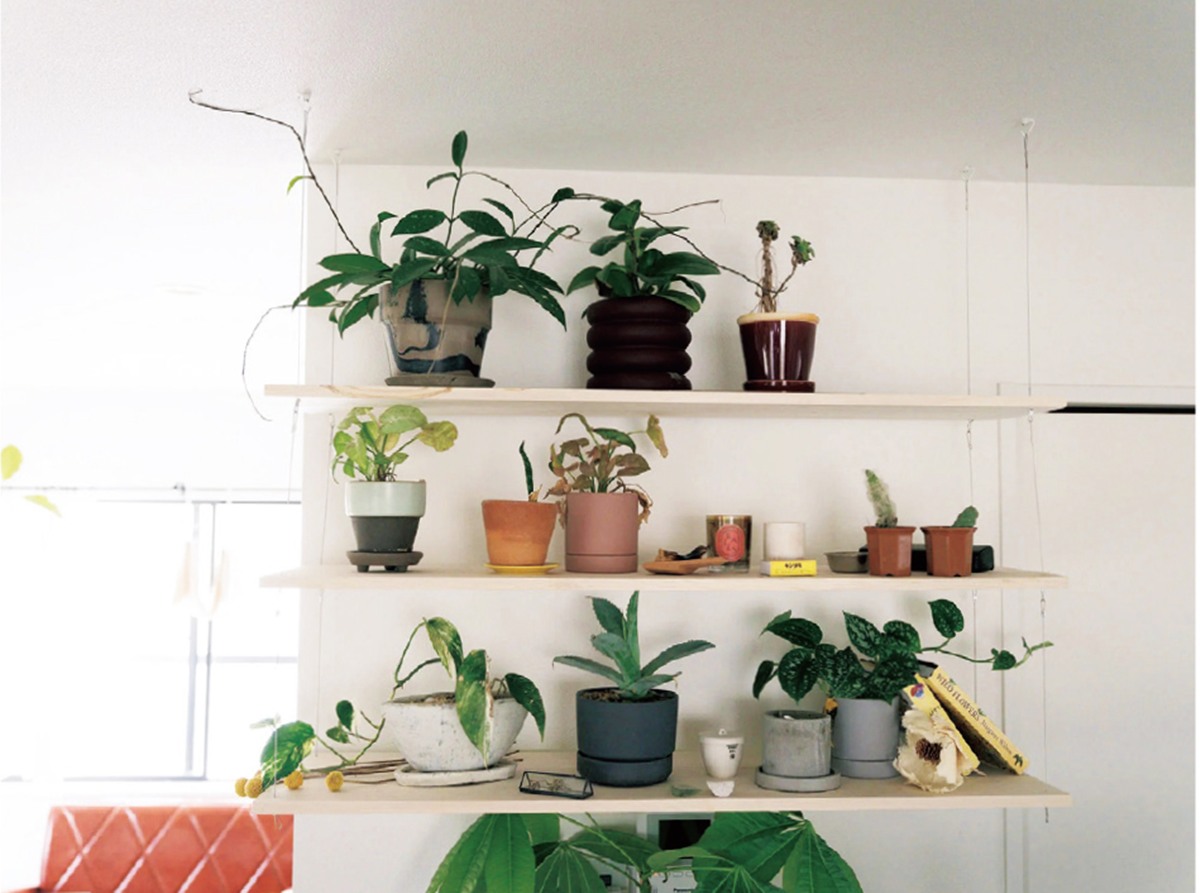 觀葉植物會開花嗎？在室內種得活嗎？日本專家解密室內植栽