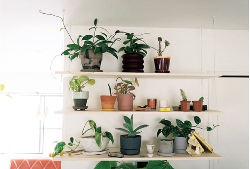 觀葉植物會開花嗎？在室內種得活嗎？日本專家解密室內植栽