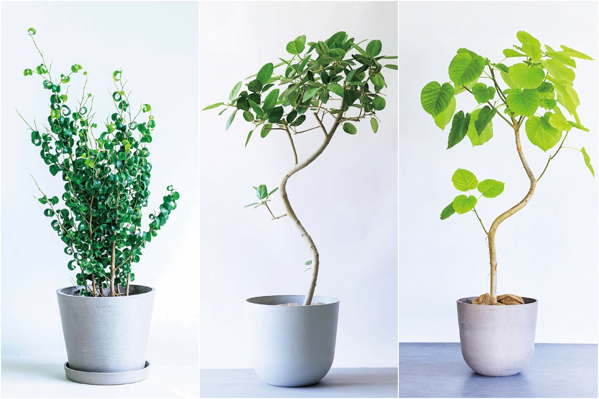 你家適合哪種大型觀葉植物？日本專家幫你依風格選配