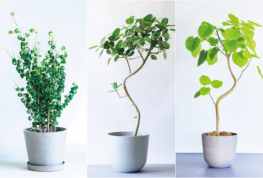 你家適合哪種大型觀葉植物？日本專家幫你依風格選配