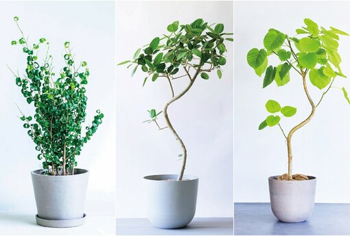 你家適合哪種大型觀葉植物？日本專家幫你依風格選配