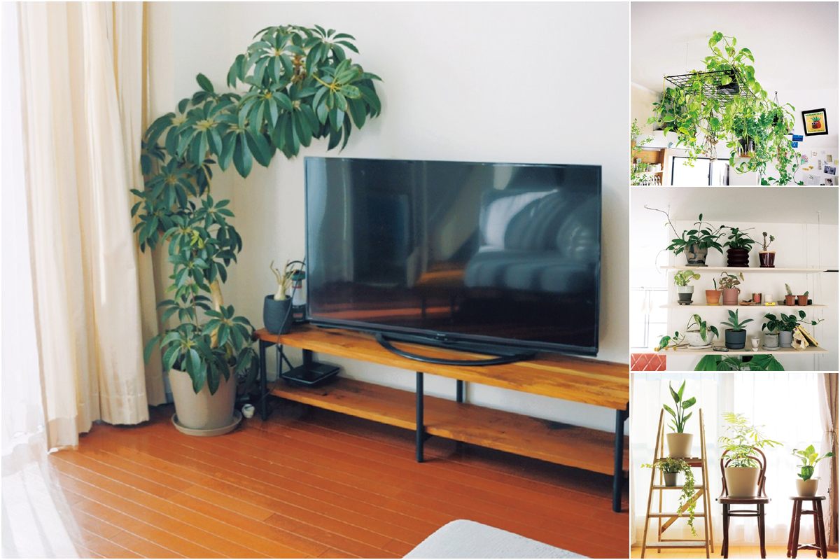 幫家換上「植」感「綠」鏡！觀葉植物尺寸與擺放全攻略