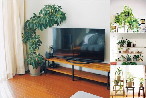 幫家換上「植」感「綠」鏡！觀葉植物尺寸與擺放全攻略