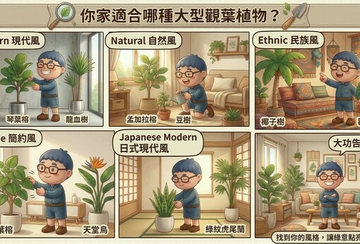 你家適合哪種大型觀葉植物