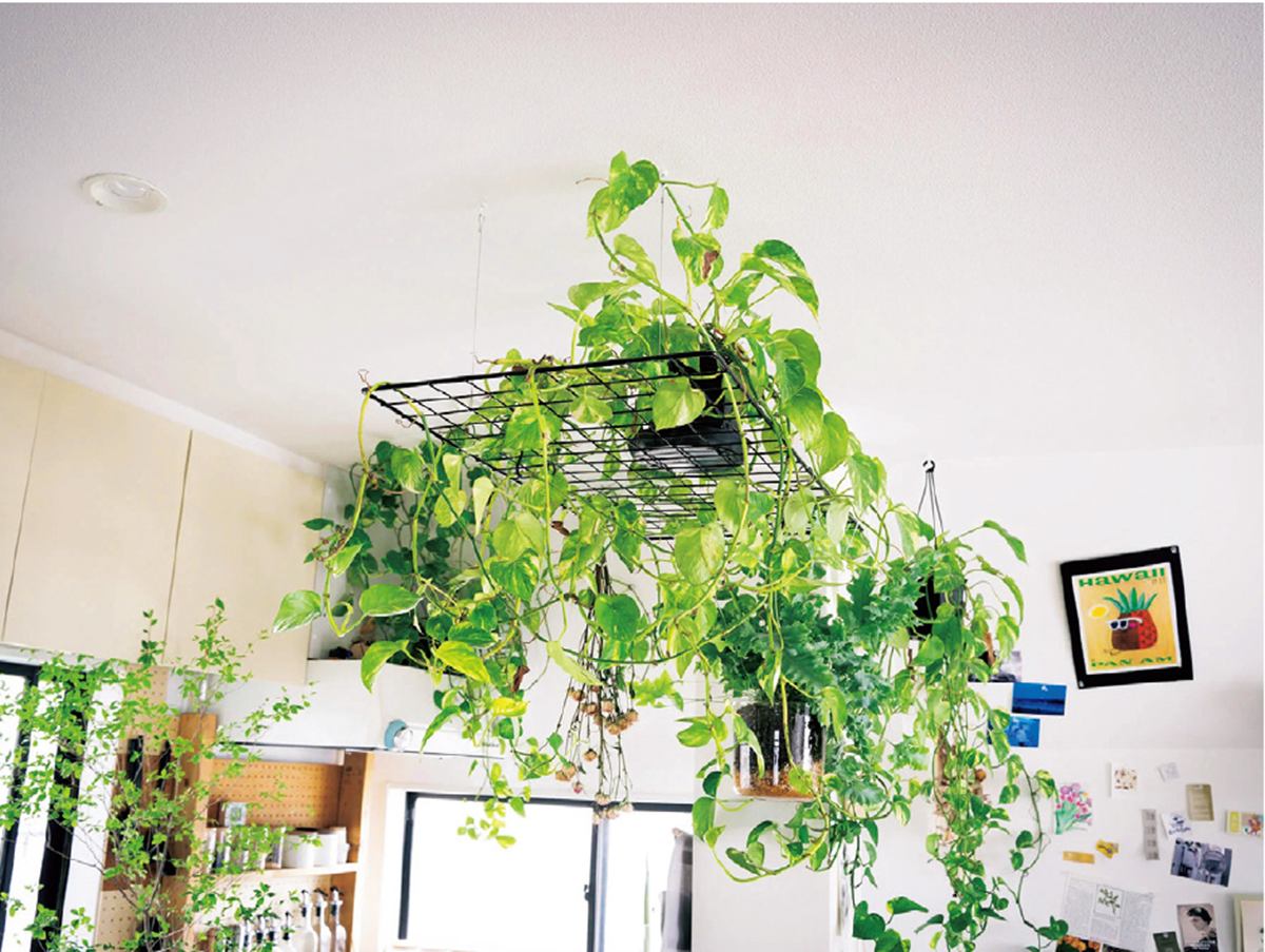 為什麼天天澆水還會死？觀葉植物的四季照顧攻略