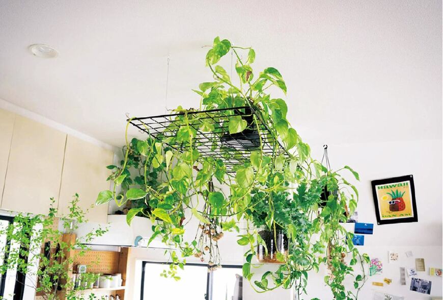 為什麼天天澆水還會死？觀葉植物的四季照顧攻略