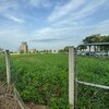 都市土地仍在種菜也要繳稅？ 公共設施完竣隔年起課徵地價稅