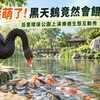 太療癒！后里環保公園黑天鵝竟會「餵魚」　超萌互動畫面成新亮點