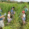 三芝茭白筍產季來了！「芝心茭陪藝遊趣」一日小旅行 10/24、10/31限額20人