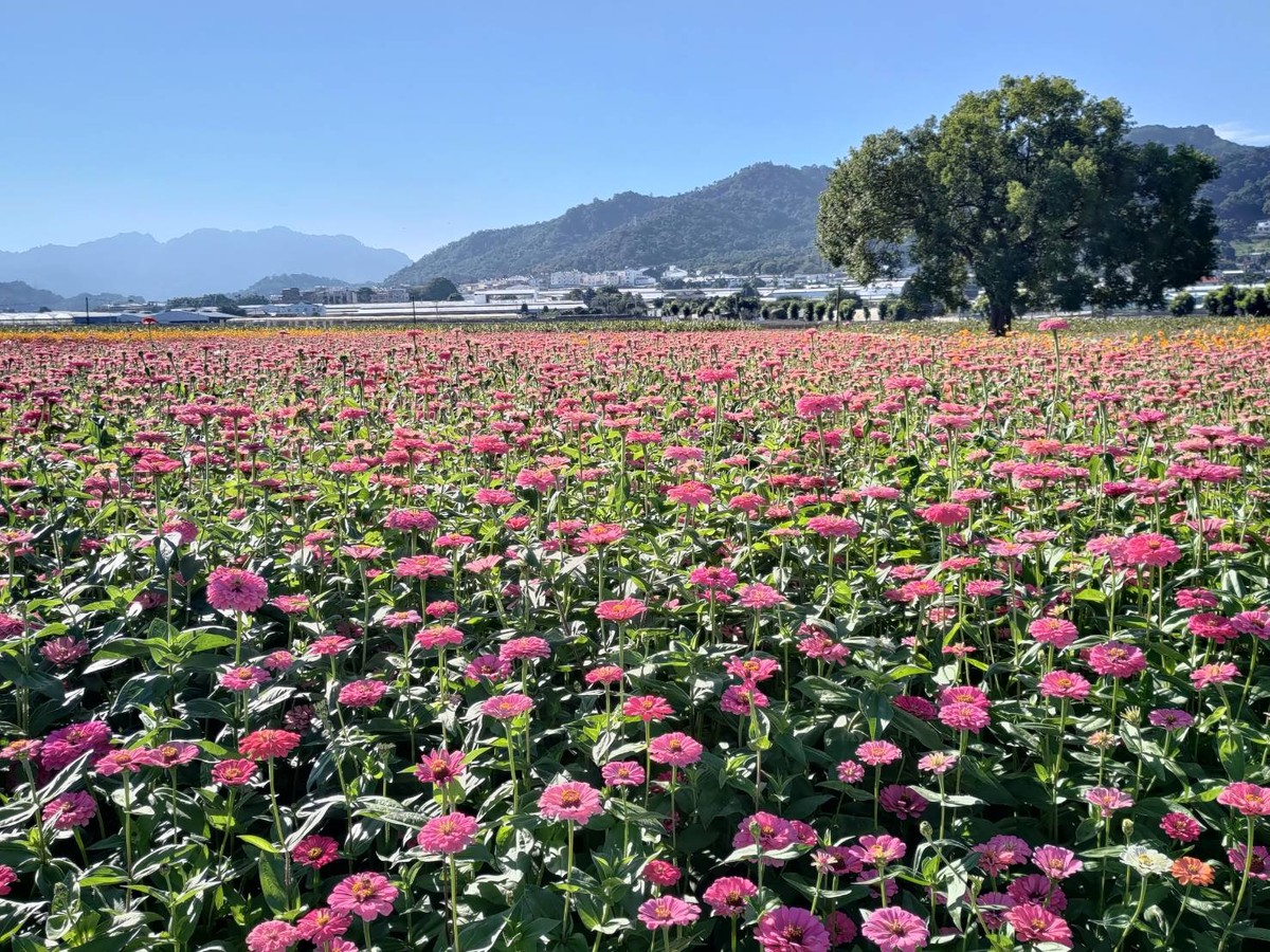 台中花毯節搭車有優惠！11/2起台中Go套票限量5折　公車、捷運效期內不限次數搭乘