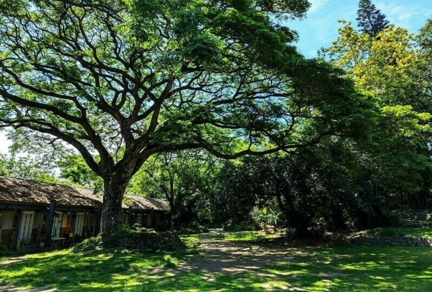 高雄新市鎮3期爭議　橋頭糖廠恐被60米道路切割 環團倡森林遊樂區保文化資產| M傳媒