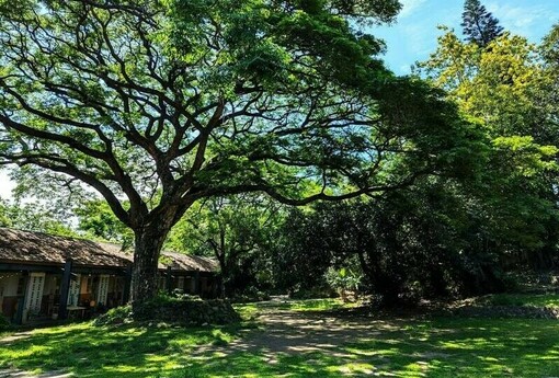 高雄新市鎮3期爭議　橋頭糖廠恐被60米道路切割 環團倡森林遊樂區保文化資產| M傳媒