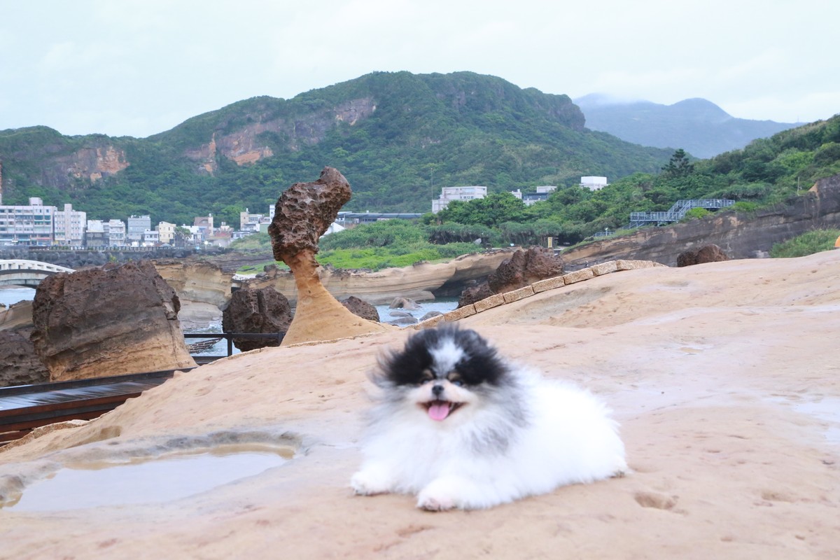 新北寵物好好玩，旅遊路線報你知
