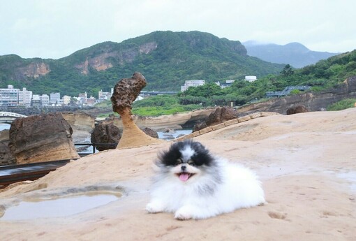 新北寵物好好玩，旅遊路線報你知