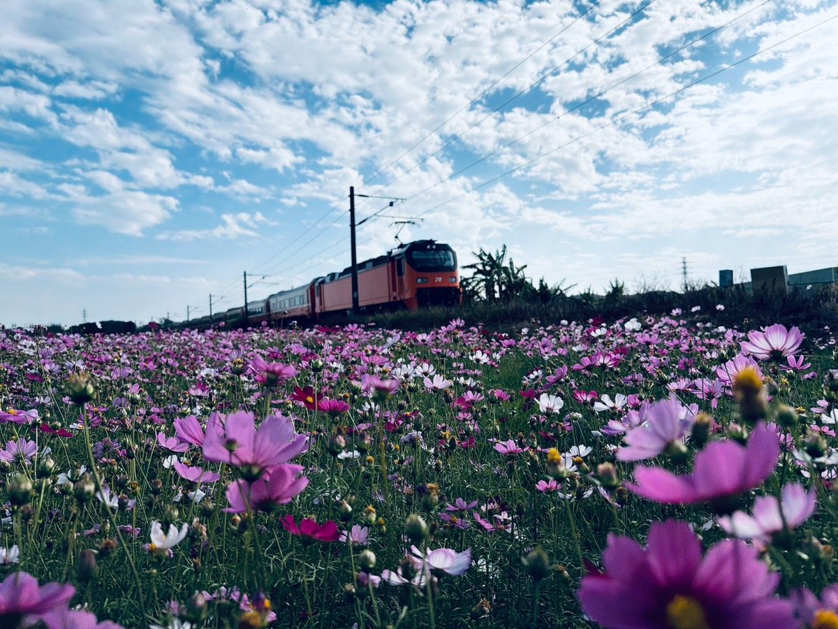 台中大肚鐵道花海綻放 冬季限定的海線繽紛地景