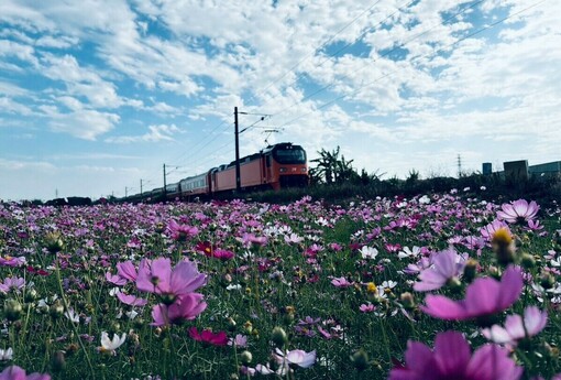 台中大肚鐵道花海綻放 冬季限定的海線繽紛地景