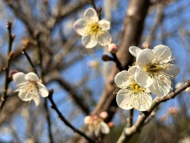 「梅」你不行的冬天 就來楠西賞花、採果、泡溫泉