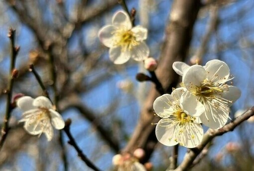 「梅」你不行的冬天 就來楠西賞花、採果、泡溫泉