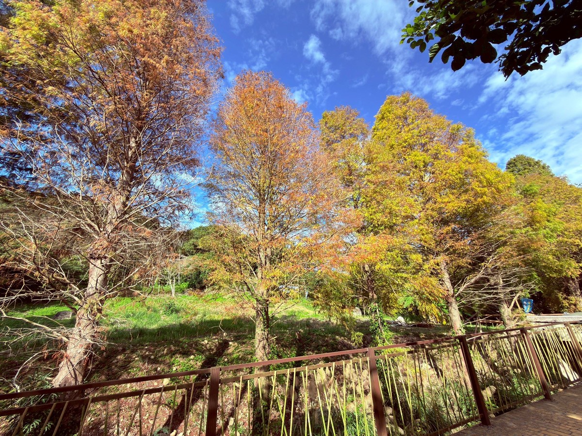 寒流催色落羽松轉紅 竹縣精選五大賞落羽松秘境迎冬日浪漫