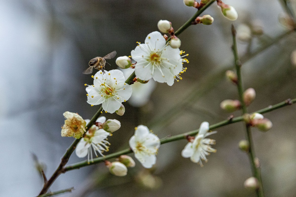 「梅」好趁現在！ 榮星花園邀您賞梅迎新春