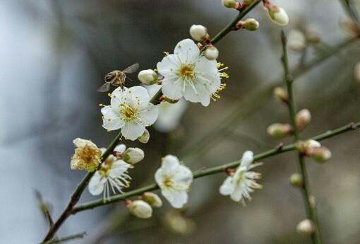 「梅」好趁現在！ 榮星花園邀您賞梅迎新春