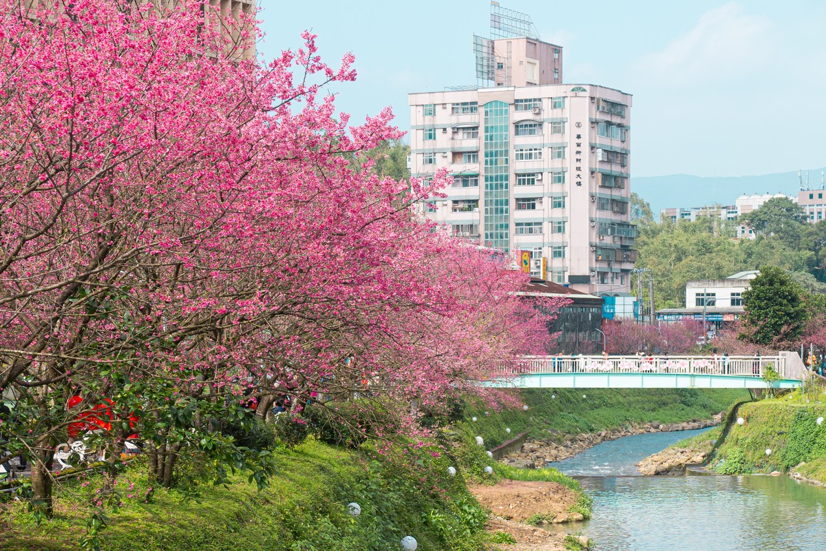 新北春櫻逐一綻放 2026花見櫻花季1月29日天元宮登場 必遊必吃必看重點搶先報