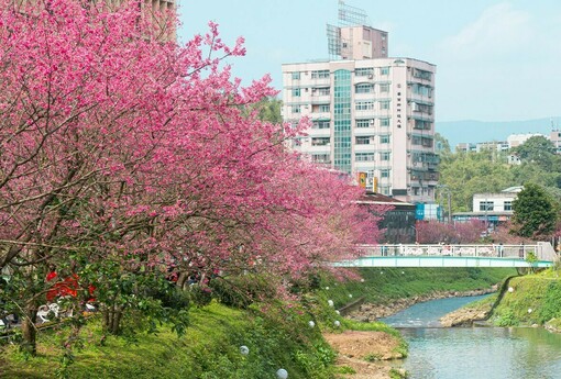 新北春櫻逐一綻放 2026花見櫻花季1月29日天元宮登場 必遊必吃必看重點搶先報