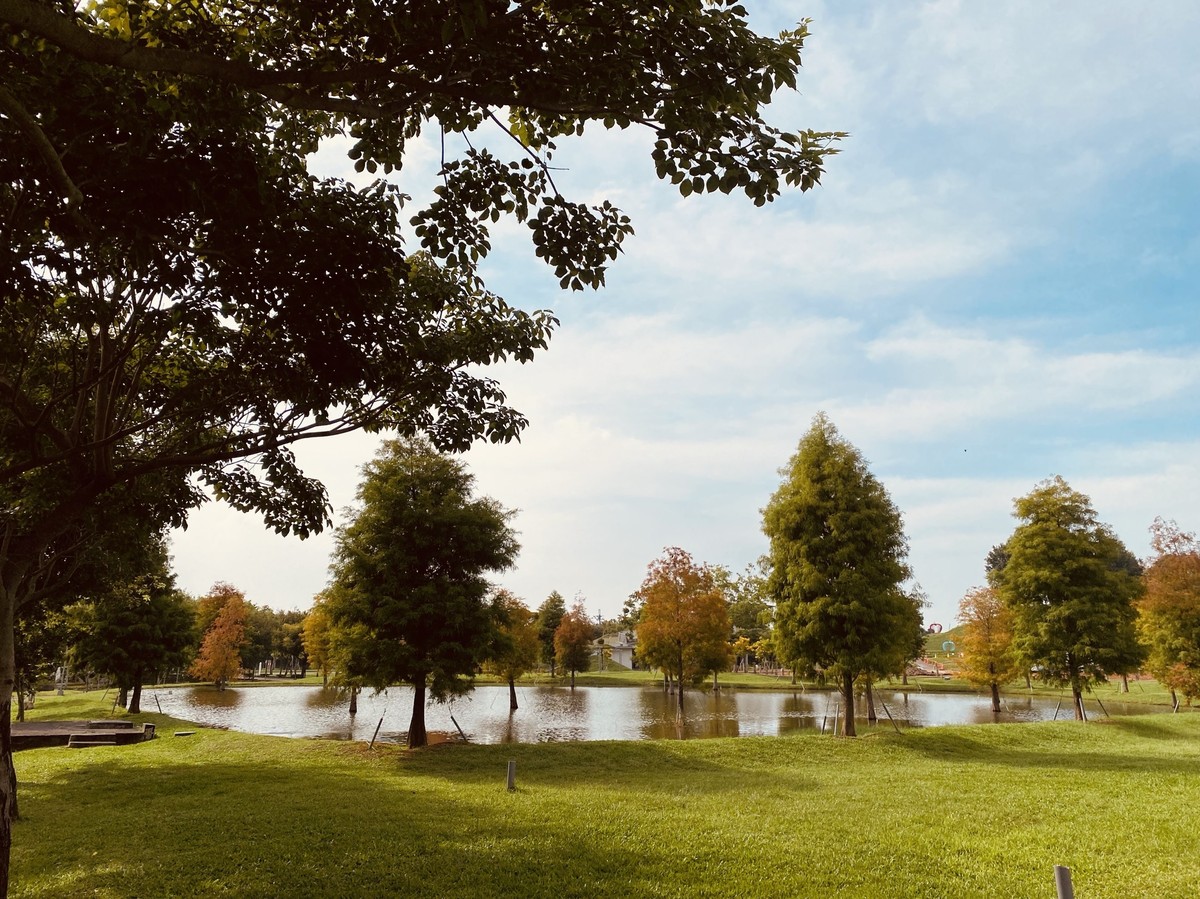 后里花田綠廊冬日花海開跑！中市環保公園黃波斯、向日葵1、2月接力綻放　神秘嬌客「黑天鵝」即將現身