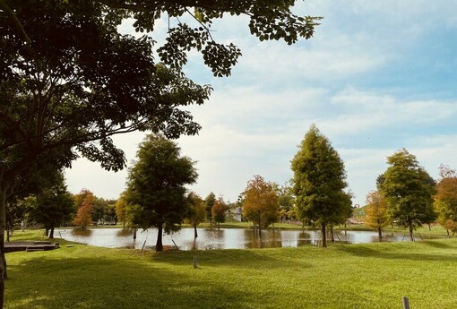 后里花田綠廊冬日花海開跑！中市環保公園黃波斯、向日葵1、2月接力綻放　神秘嬌客「黑天鵝」即將現身