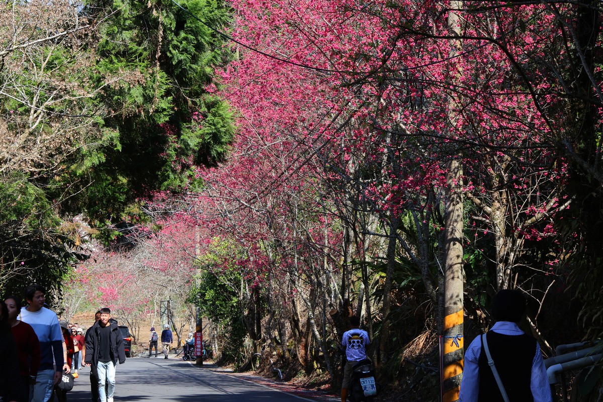 最美茶鄉櫻花季登場！信義草坪頭4,000棵櫻花迎賓 縣長許淑華邀您春節來南投賞花、泡湯、看燈會