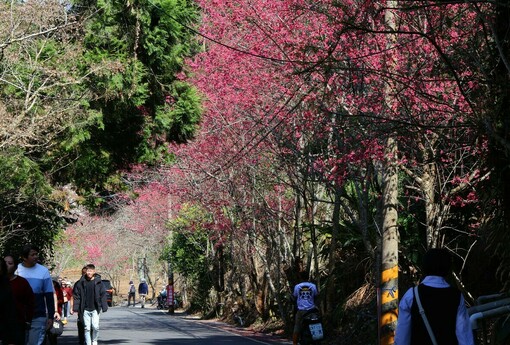 最美茶鄉櫻花季登場！信義草坪頭4,000棵櫻花迎賓 縣長許淑華邀您春節來南投賞花、泡湯、看燈會