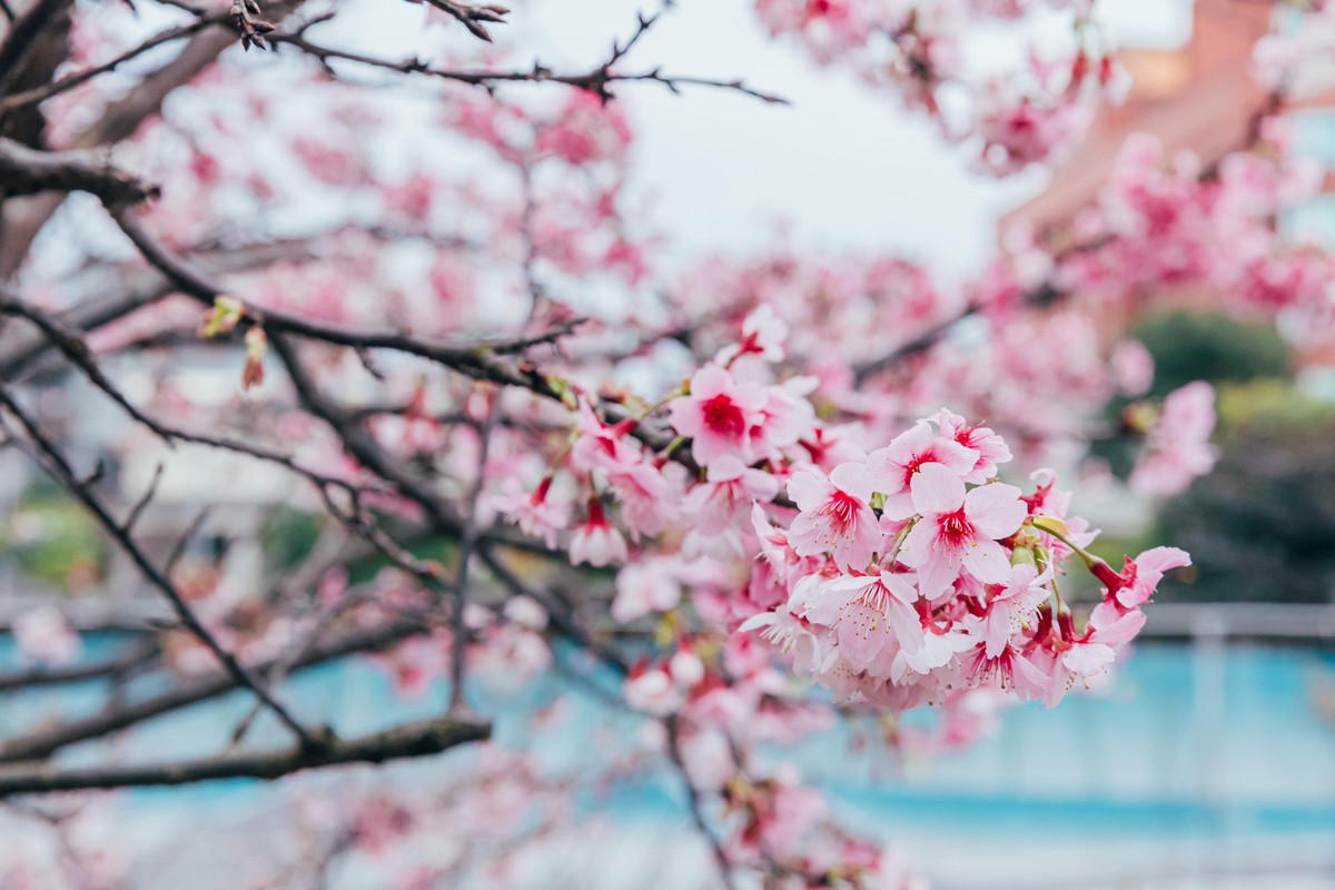 2026 樂活夜櫻季1/30揭開城市春夜序幕