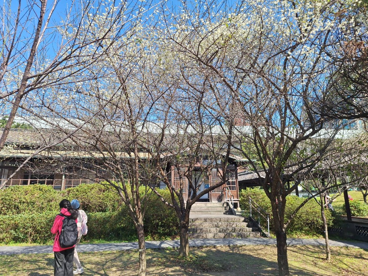 賞梅時節  逸仙、奇岩公園梅花喜報春