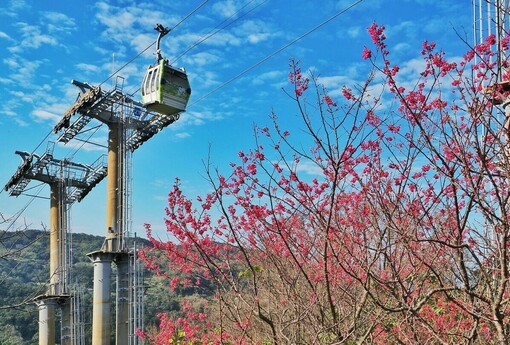 指南風景區櫻花初開，踏青祈福迎馬年