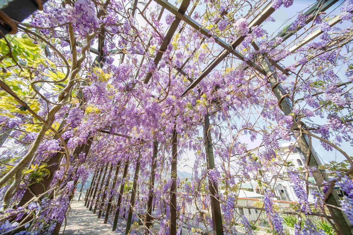 慢遊嘉義瑞里　走進紫藤花海與螢火蟲交織的春日山城