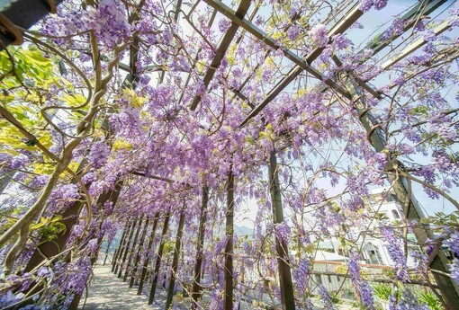 慢遊嘉義瑞里　走進紫藤花海與螢火蟲交織的春日山城
